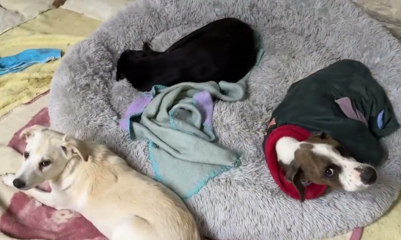 Good night from Gabriel Fivos  Teddy Sakita  Zoro  Καληνύχτα απο Γκάμπριελ Φοίβο Teddy  Σακίτα  Ζορό