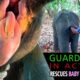Guardians in Action.  Daring Mission Rescues Baby Elephant.