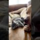 Guy Brings The Kitten He Rescued Home To His Pittie l The Dodo