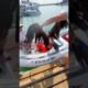 Guys Rescue Vulture From the Sea
