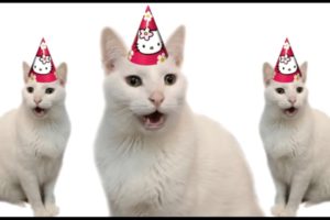 HAPPY BIRTHDAY FROM THE CATS