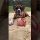 Happy #dogs #playing in the #sand #dogsofyoutube