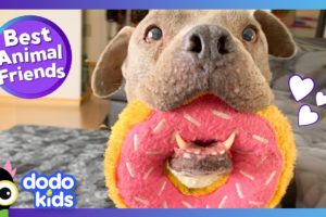 Have You Ever Seen A Dog Love Donuts This Much?! | Dodo Kids | Best Animal Friends