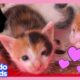 Hero Rescues Six Stray Kittens From Her Own Car! | Rescued! | Dodo Kids