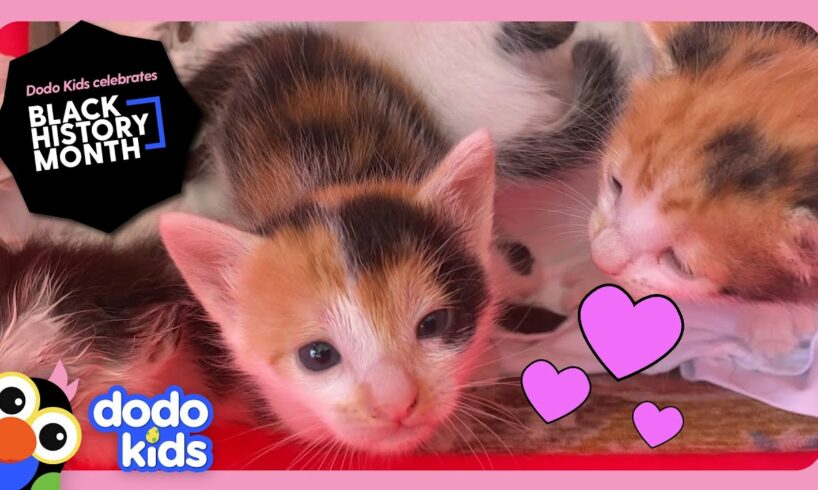 Hero Rescues Six Stray Kittens From Her Own Car! | Rescued! | Dodo Kids