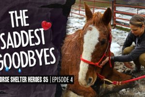 Horse Shelter Heroes S5E4 - The Saddest Goodbyes