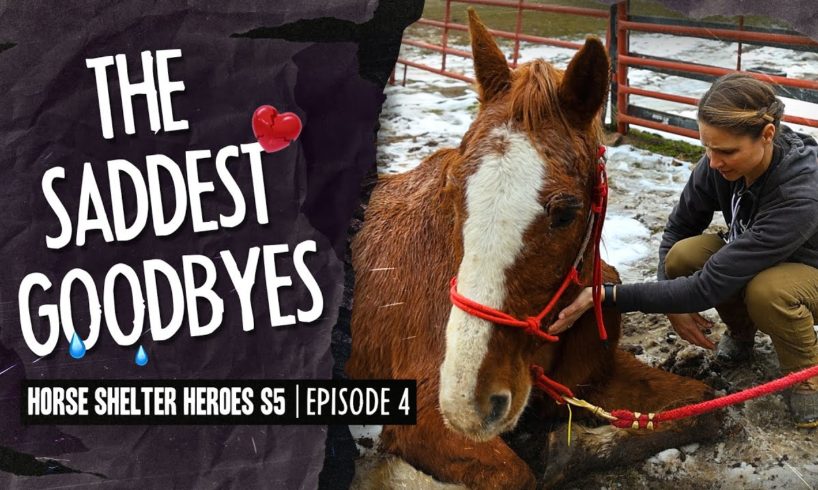 Horse Shelter Heroes S5E4 - The Saddest Goodbyes