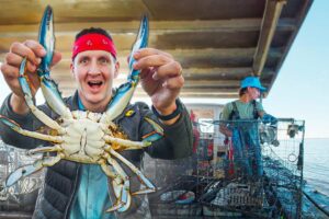 How Maryland Crabbers Trap Edible Gold!!