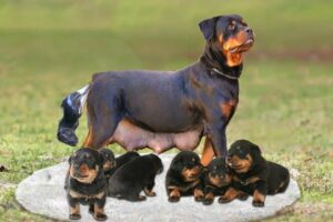 How Rottweiler Dog Gives Birth To 10 Cute Puppies