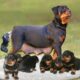 How Rottweiler Dog Gives Birth To 10 Cute Puppies