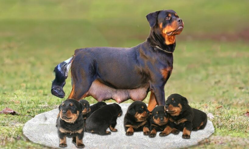 How Rottweiler Dog Gives Birth To 10 Cute Puppies