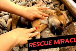 Humanity : Rescue an unconscious puppy from train tracks in a heart-stopping moment! 🐾 🐾