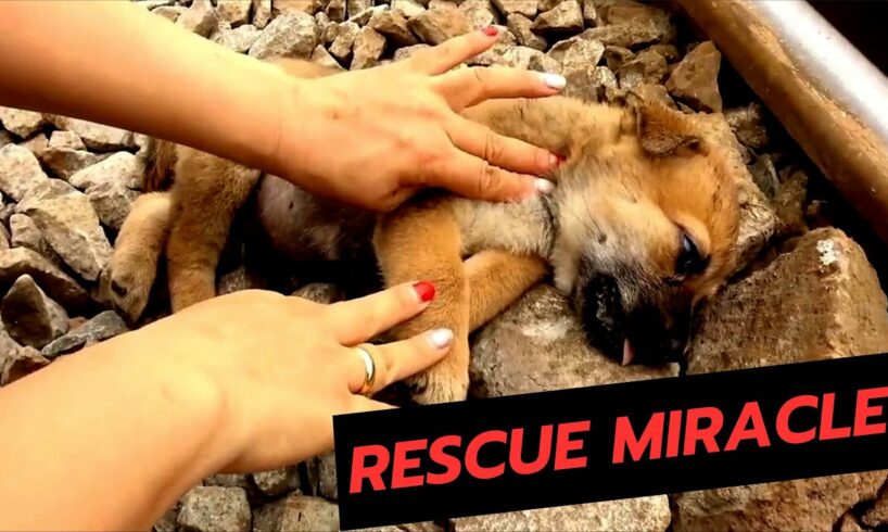 Humanity : Rescue an unconscious puppy from train tracks in a heart-stopping moment! 🐾 🐾