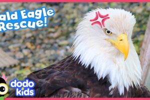 Hurt Eagle Needs A Whole Team Of Rescuers To Help Her Get Flying Again | Dodo Kids | Rescued!