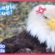 Hurt Eagle Needs A Whole Team Of Rescuers To Help Her Get Flying Again | Dodo Kids | Rescued!
