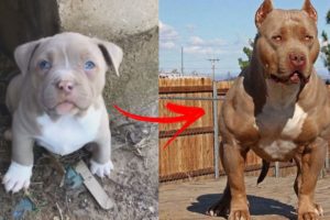 😎I'm a Big Kid Now Cute Baby Animals to Adult 😎 Dogs Glow Up Compilation