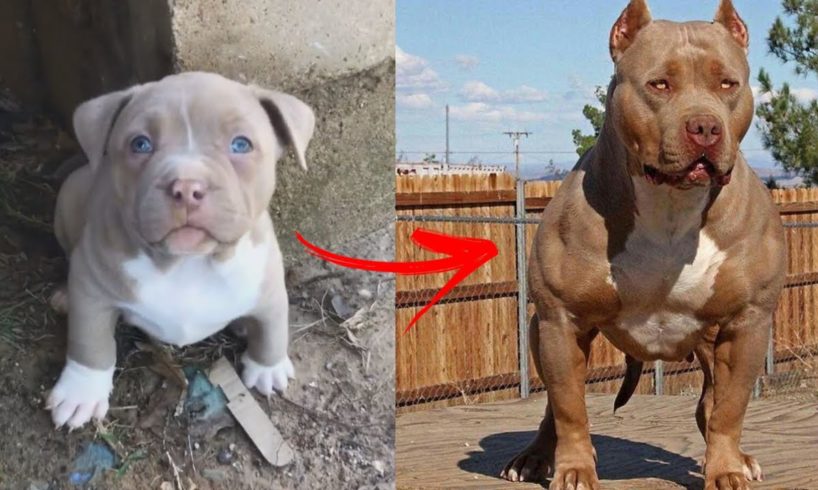 😎I'm a Big Kid Now Cute Baby Animals to Adult 😎 Dogs Glow Up Compilation