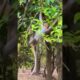 I'm playing on the tree. #animals #babymonkey #sadmonkey #savemonkey #monkeybaby #monkey #cute