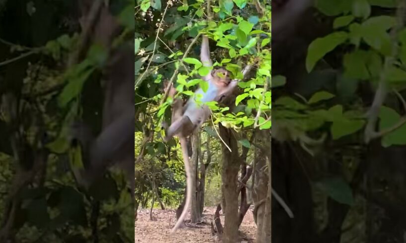 I'm playing on the tree. #animals #babymonkey #sadmonkey #savemonkey #monkeybaby #monkey #cute