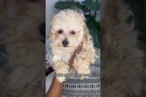 Isn’t Giselle the cutest? 😍 #cute #puppies #minipoodle #shortsvideo #shorts