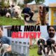 Itne saare cute puppies dekh kr maza aagya | Gill Dog kennel | Pakistani Bully kutta k puppies