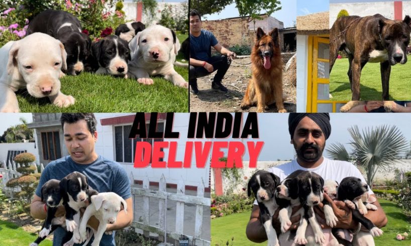 Itne saare cute puppies dekh kr maza aagya | Gill Dog kennel | Pakistani Bully kutta k puppies