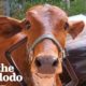 Jealous Cow Doesn't Approve Of Mom's Boyfriend | The Dodo