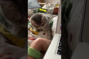 Kitten UNPLUGS Laptop... #funny #kitten #viral