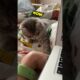 Kitten UNPLUGS Laptop... #funny #kitten #viral