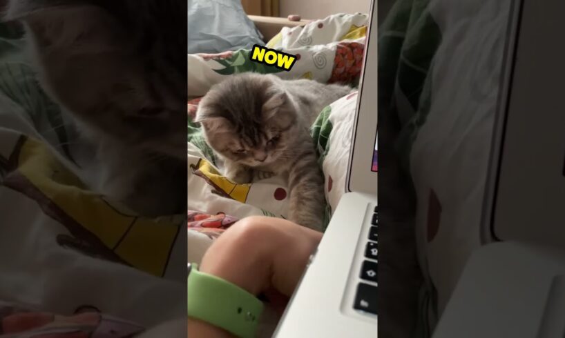 Kitten UNPLUGS Laptop... #funny #kitten #viral