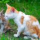 Kittens call their mother, the sound of cats playing with cute animals: pig, chicken, duck