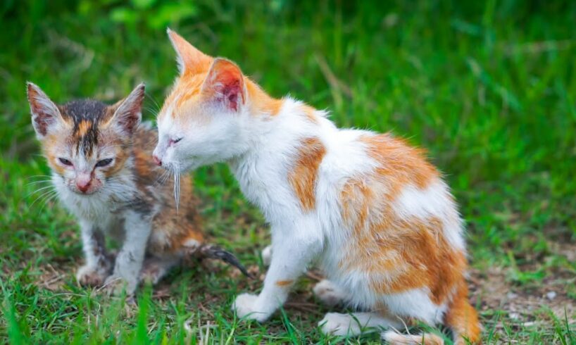 Kittens call their mother, the sound of cats playing with cute animals: pig, chicken, duck