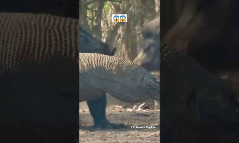 Komodo dragon playing with Wild Boar. 😱 #shorts #animals #viral