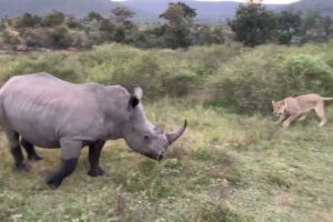 LION PRIDE HUNTS RHINO (ANIMALS FIGHT)