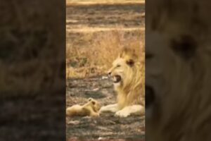 LITTEL LION CUB PLAY WITH FATHER #shorts #animals #lion