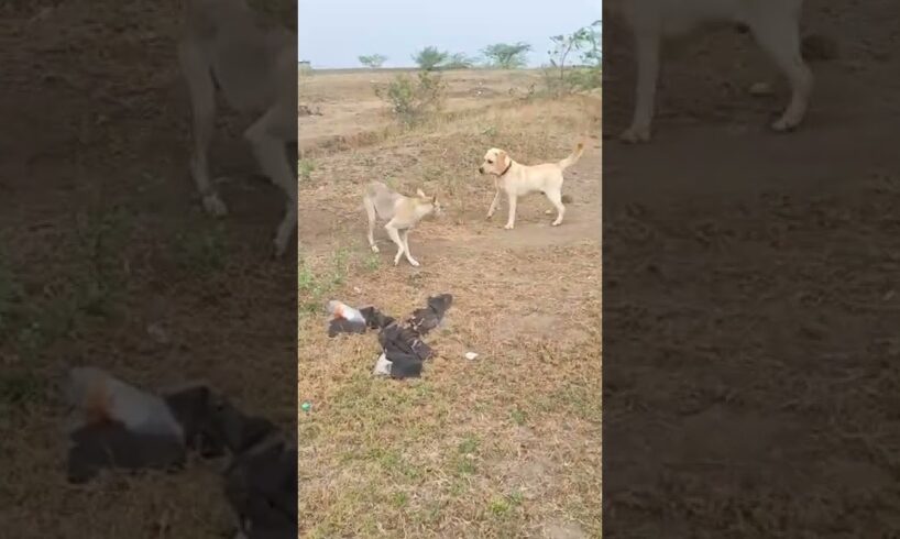 Labrador dog vs Street dog fight #shorts #funnydog #funnymoments #funnyanimals