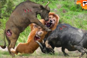 Lion Made Big Mistake When Confronting Strongest Animals In World, This Is What Happened