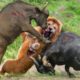 Lion Made Big Mistake When Confronting Strongest Animals In World, This Is What Happened