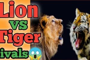 Lion vs tiger🔥। Lion vs tiger kaun hai sabse powerful 😱। animal fights। #shorts #facts #lion #tiger