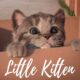 Little Kitten - My Favorite Cat (Fox and Sheep GmbH) - Best App For Kids