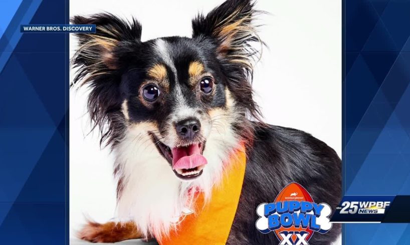Local animal rescue group in national spotlight on Super Bowl Sunday