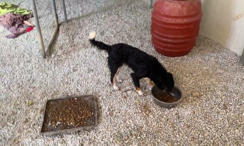 Looking for a home! Adopt don´t shop! Moe , Nikos , Larry , Curly , Julia non stop playing 🥰