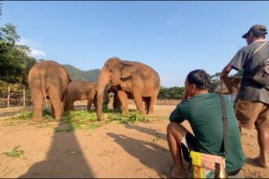 Mahout Play Music For Elephant - ElephantNews