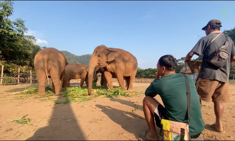 Mahout Play Music For Elephant - ElephantNews