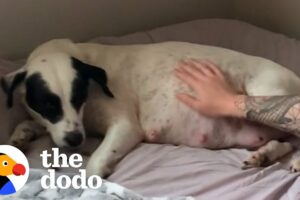 Mama Rescue Dog Gives Birth To SO Many Puppies | The Dodo