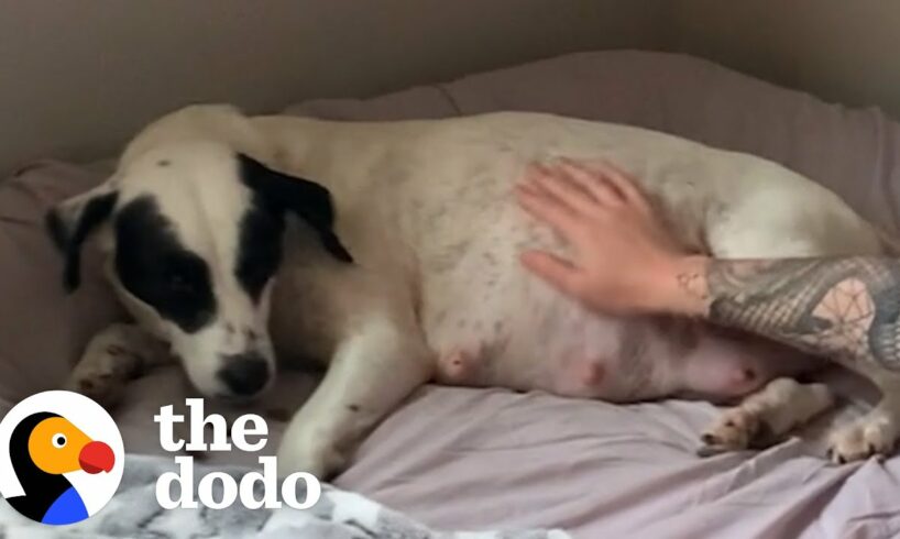 Mama Rescue Dog Gives Birth To SO Many Puppies | The Dodo