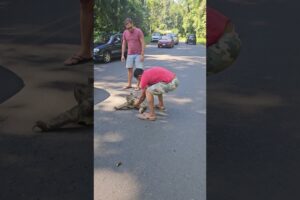 Man Rescues Stranded Sloth with Help from Another