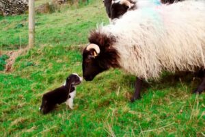 Man's Best Workmate - Border Collie puppies | Big Week on the Farm | RTÉ One