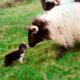 Man's Best Workmate - Border Collie puppies | Big Week on the Farm | RTÉ One