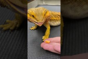 Meet the Bearded Dragon: A Lizard with Stylish Facial Scales!